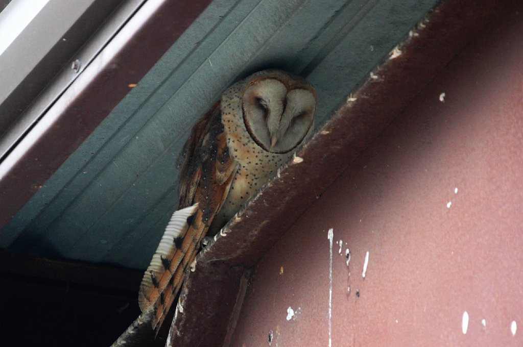 Owl, Barn, 2010-06306219 Antelope Island SP, UT.JPG - Barn Owl. Antelope Island State Park, UT, 6-30-2010